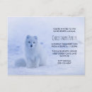 Recherche de renard blanc cartes postales Nature