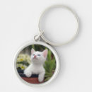 Recherche de chaton blanc porteclés Photographie
