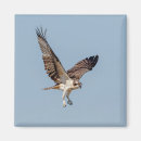 Recherche de mineur magnets Oiseau