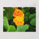 Recherche de capucine cartes postales Jardin
