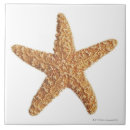 Recherche de blanc 15x15 carreaux Animaux