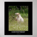 Recherche de ours blanc posters Esprit
