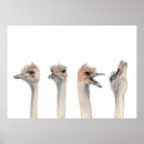 Recherche de ostriches posters Mignon