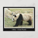 Recherche de pandas géants cartes postales Animaux