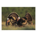 Recherche de vertébré posters Monde naturel