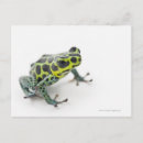 Recherche de grenouille verte cartes postales Pleine longueur