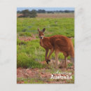 Recherche de kangourou rouge cartes postales Animal