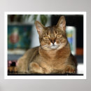 Recherche de yeux lion posters Tigre