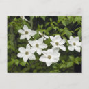 Recherche de dogwood cartes postales Blanc