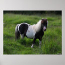 Recherche de poney shetland posters Animal