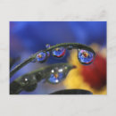 Recherche de coccinelle cartes postales Plante