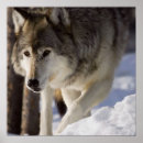 Recherche de loup posters Gris