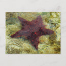 Recherche de bahama cartes postales Nature