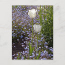 Recherche de tulipe blanche cartes postales Fleur