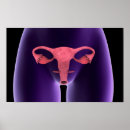 Recherche de reproducteur posters Anatomie féminine