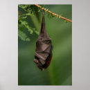 Recherche de battes posters Vert