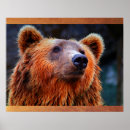 Recherche de ours brun posters Pour tous