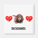 Recherche de teckels photographie Doxie