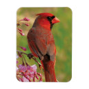 Recherche de cardinal du nord magnets Oiseaux cardinaux