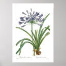 Recherche de agapanthus posters Vintage