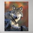 Recherche de beau loup art Loups