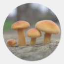 Recherche de tabouret autocollants Champignons