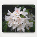 Recherche de rhododendron tapis souris Azalée
