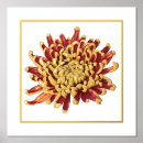 Recherche de chrysanthème rouge art Mum
