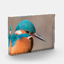 Recherche de martin pêcheur maison deco Alcedo