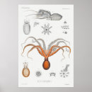 Recherche de poulpes poulpe posters Océan