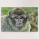 Recherche de monkey puzzles Animal