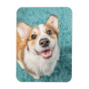 Recherche de canine magnets Puppy