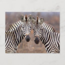 Recherche de kruger cartes postales Parc national kruger