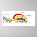 Recherche de interne anatomie posters Biologie