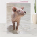 Recherche de drôle porc anniversaire cartes Humour