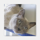 Recherche de siamois magnets Animal de compagnie