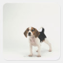 Recherche de chiot de beagle autocollants Animaux domestiques