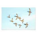Recherche de canard en vol posters Animaux