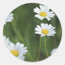 Recherche de camomille autocollants Marguerie