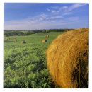 Recherche de foin carreaux Ferme