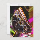 Recherche de papillon bleu de morpho cartes postales Tropical