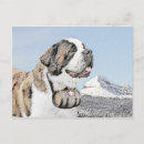 Recherche de chien de st bernard cartes postales Mignon