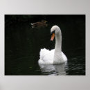 Recherche de cygne blanc posters Faune