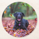 Recherche de chiot bar Labrador