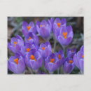 Recherche de fleurs de crocus cartes postales Floral