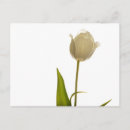 Recherche de tulipe blanche cartes postales Fleur