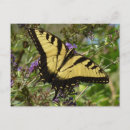 Recherche de buisson papillon cartes postales Floral