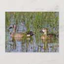 Recherche de barboteuse cartes postales Avifaune