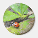 Recherche de taches de coccinelle magnets Insecte