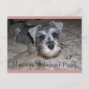 Recherche de miniature cartes postales Chien